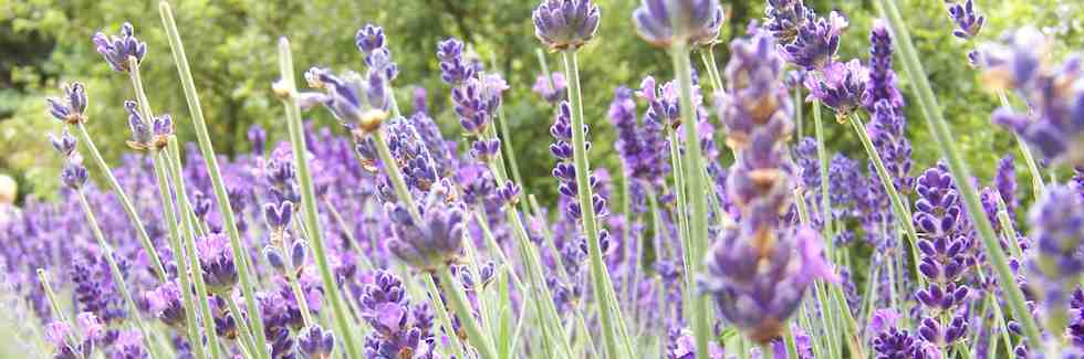 Norfolk Lavendar - summer fragrance with vibrant greens leaves and delicate purple flowers