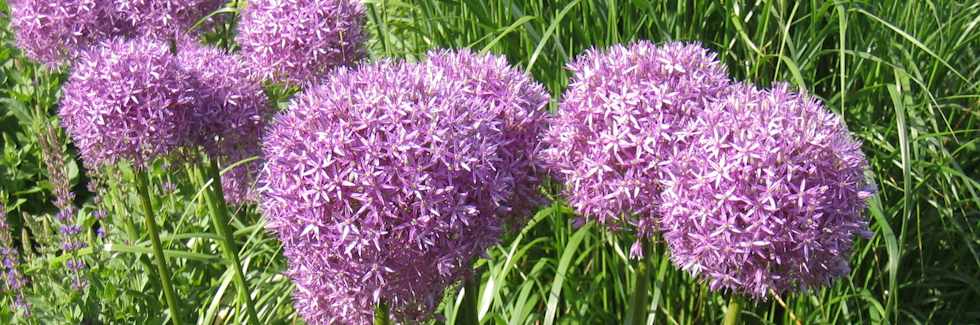 Allium Christophii - bringing instant height and fragrance to any flower bed