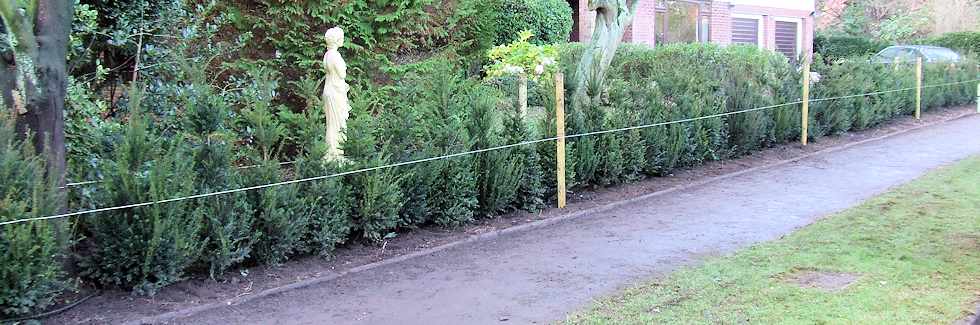 New Instant Taxus Hedge