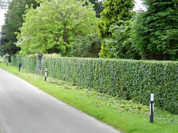 Case Study - Hedge Trimming