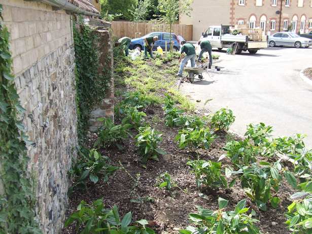 Case Study - Weeding of Verges, Maintenance and new Planting