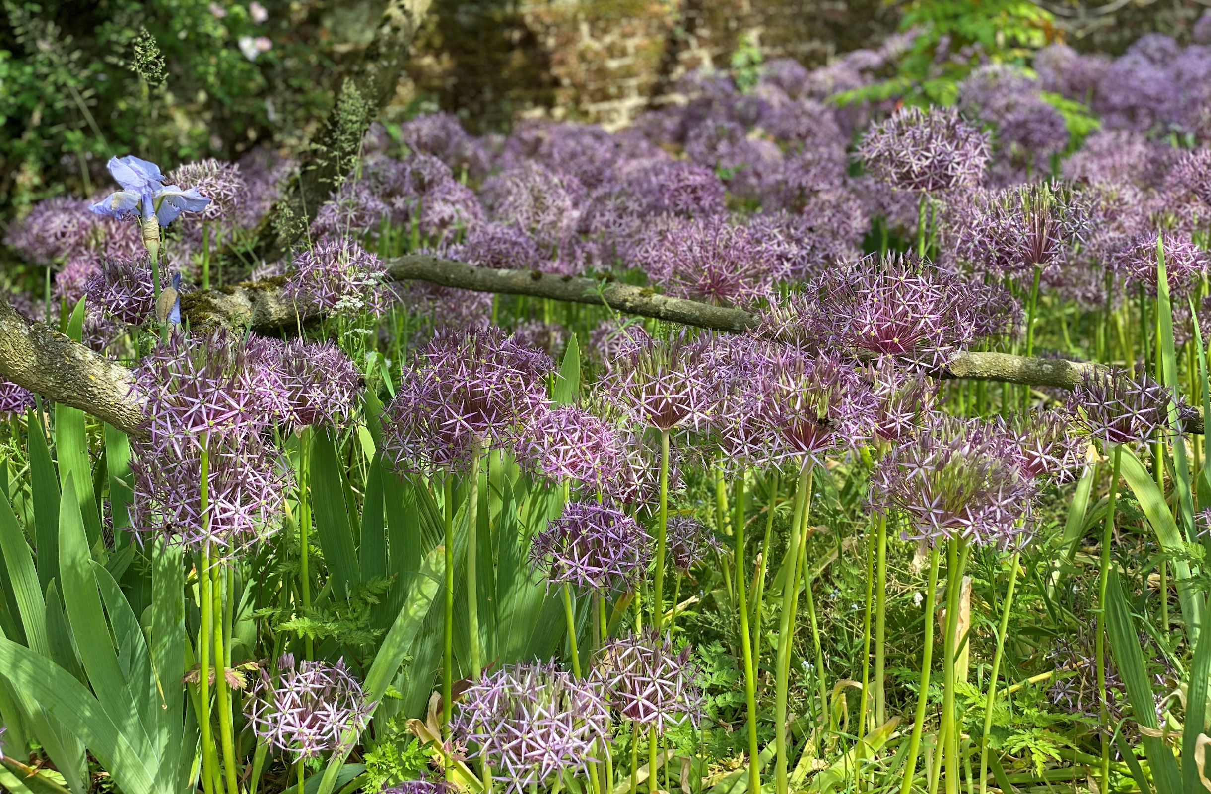 Garden Beds Planting Background Image