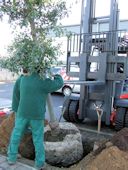 Commercial Tree Planting - Lowering the Semi Mature Tree into Place