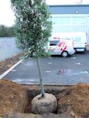 Commercial Tree Planting - Semi Mature Tree ready for integrating the root stock and infilling