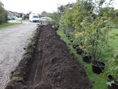 Instant Hedge Planting - Excavating for the new Instant Hedge