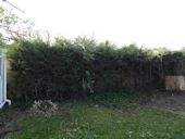 Leylandii Hedge Removal - Overgrown rear fence