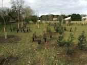 Shelterbelt Planting - Tree were planted in copses to form effective cover