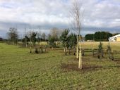 The Tree Windbreak will develop as the trees mature
