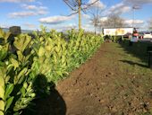 Commercial Landscaping Norwich - Completed Semi Mature hedge
