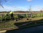 Commercial Landscaping Norwich - The hedge will develop to provide a year round screen
