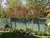 Photinia 'Red Robin' have stunning red leaves in spring