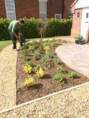 Planting the new border with shrubs