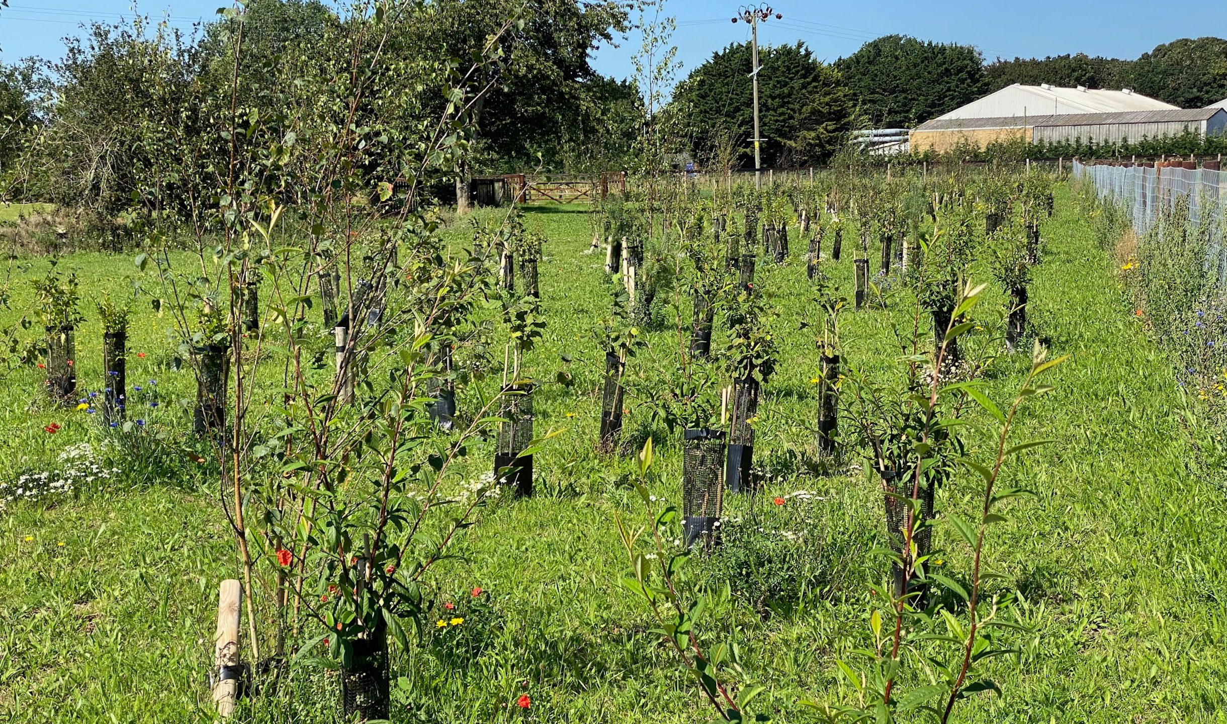 Woodland Planting