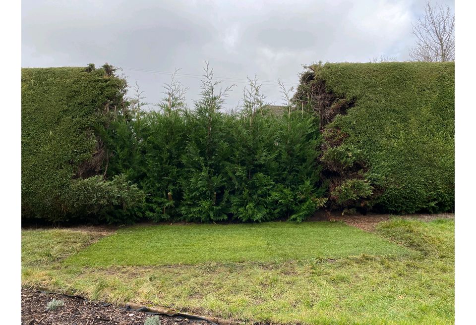 Repairing a damaged hedge